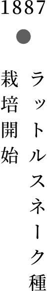 ラットルスネーク種 栽培開始