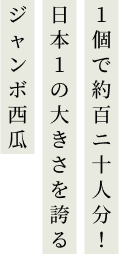 1個で約百二十人分！日本１の大きさを誇るジャンボ西瓜