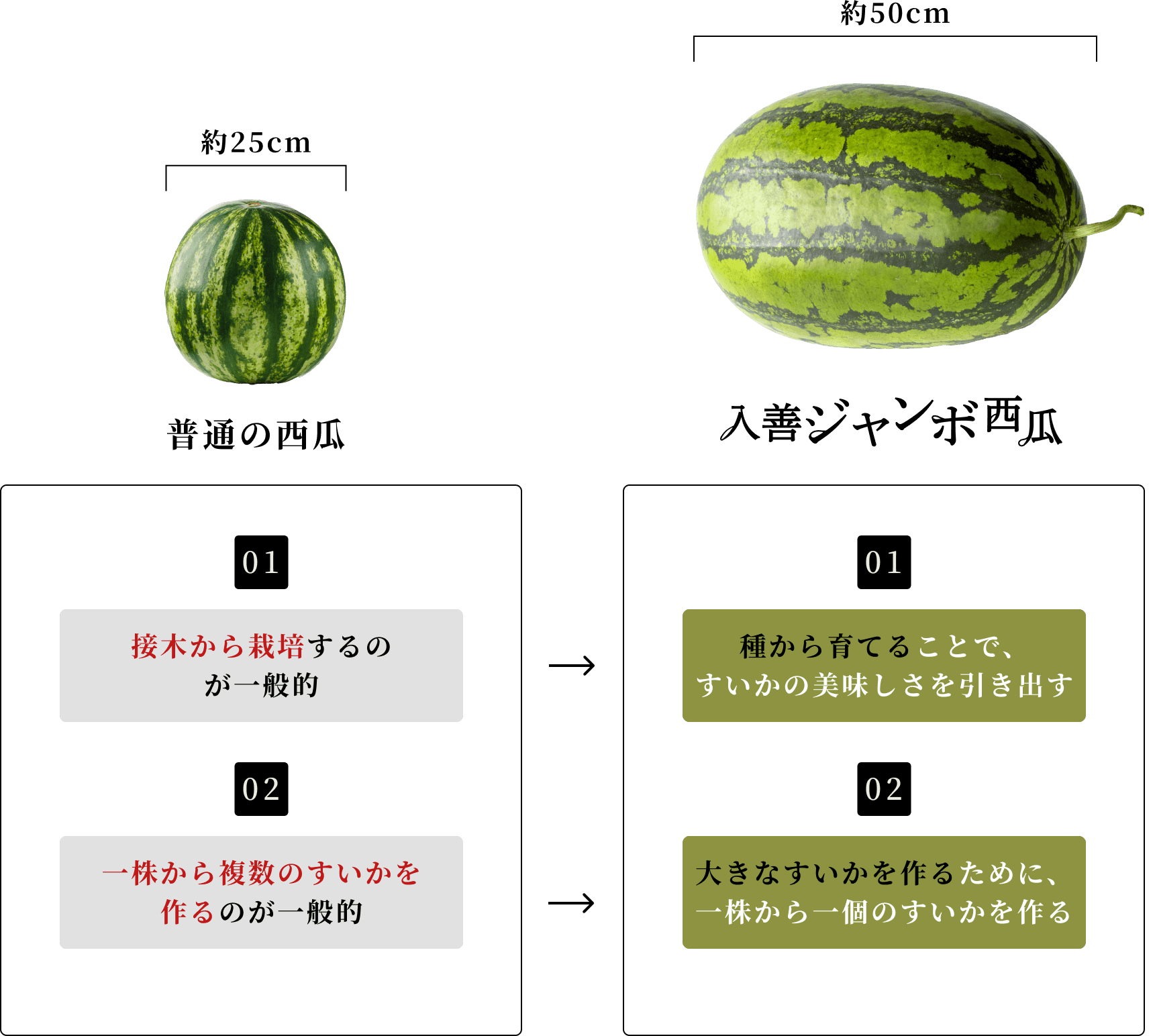 普通の西瓜と入善ジャンボ西瓜の違い